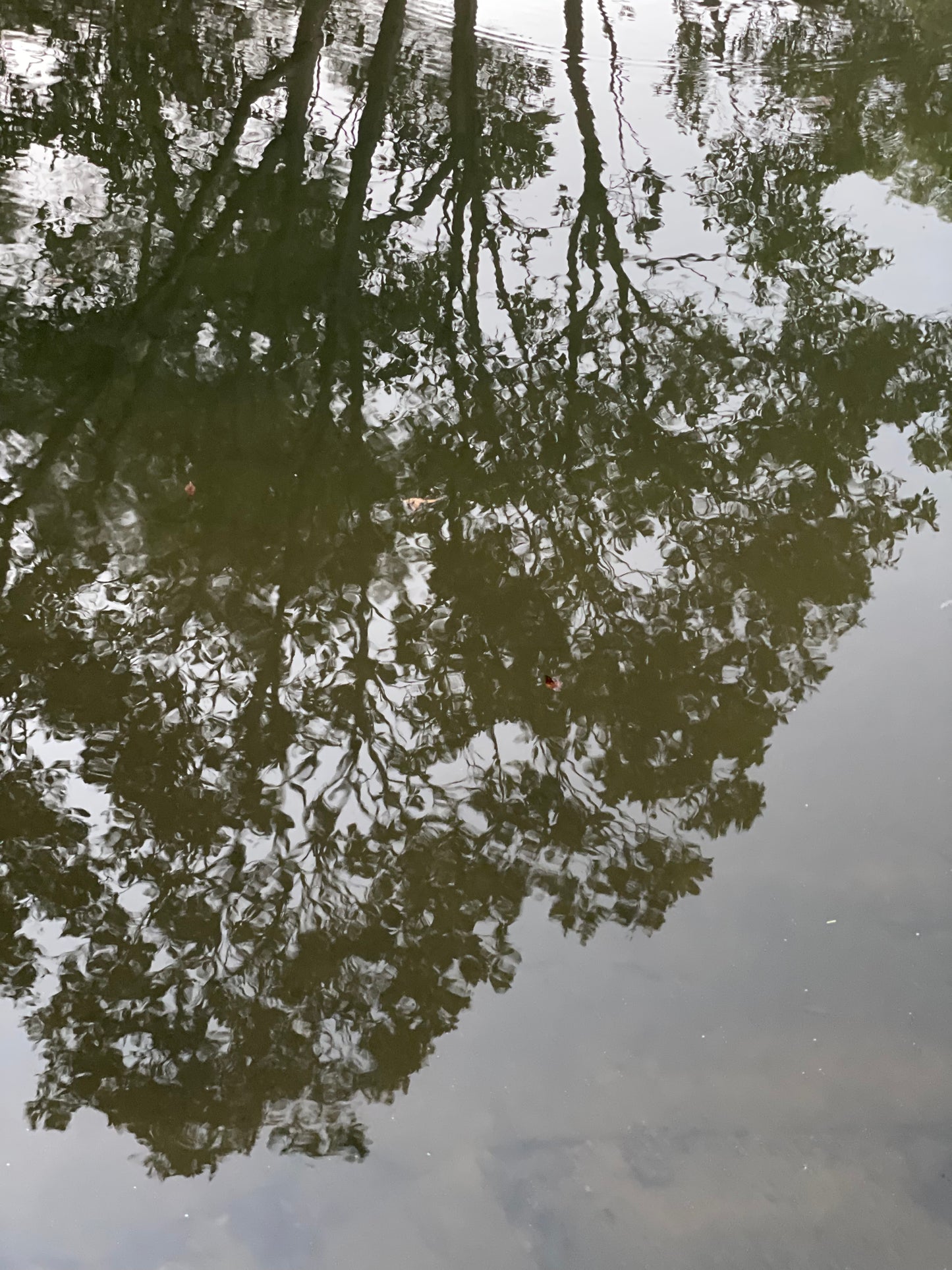 Tree reflection, photo print on canvas